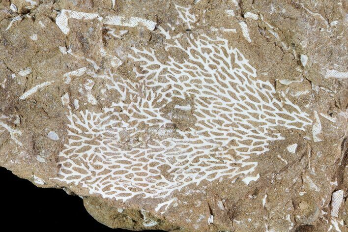 Ordovician Bryozoan (Chasmatopora) Plate - Estonia #73495